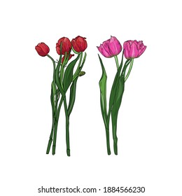 tulips Vector illustration set in line style, isolated on white background. Blank for designers, logo, icon, postcard, flower shop
