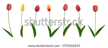 Tulips. Vector isolated color image of red and yellow tulips on a white background. Can be used for design, postcards, banners, invitations