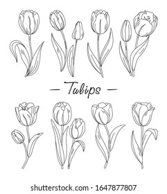 Tulips. Vector set of outline hand drawn tulips flowers isolated on white background. Spring flowers for coloring book, greeting card, invitation. Symbol for Women's Day and Mother's Day. Springtime