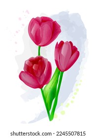 Tulips vector watercolor. Elegant bouquet of  flowers, isolated on white background with watercolor spots. 