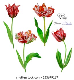 Tulips. Vector watercolor illustration