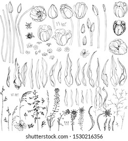 Tulips, wildflowers and herbs, shepherd's bag, spikelets. Vector collection, designer for designers. Isolated, hand-drawn, black and white graphics on a white background.