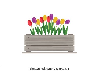 Tulips in a wooden box, gardening. Spring. Vector illustration.