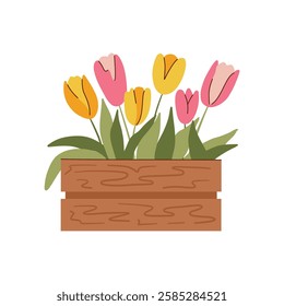 Tulips in a wooden box. Spring flowers. Flat vector illustration.
