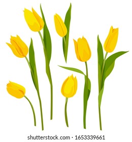 Tulips yellow set  isolate on a white background. For your design postcards.  Spring holidays. Spring flowers. Vector image