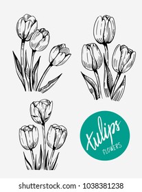 Tullips. Spring flower. Vector illustration