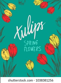 Tullips. Spring flower. Vector illustration