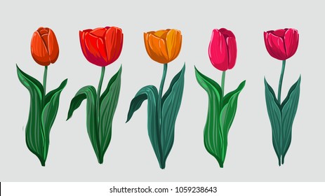 Tullips. Spring flower. Vector illustration