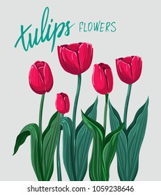 Tullips. Spring flower. Vector illustration
