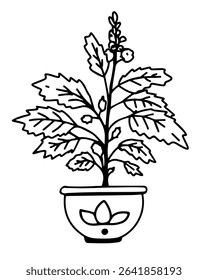 tulsi or holy basil, plant in a pot. Vector illustration, black line