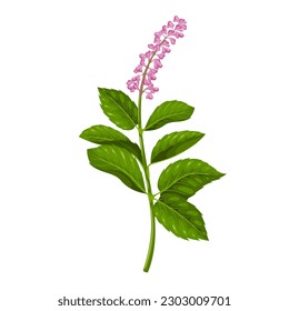 Ilustración vectorial de la planta de Tulsi. Caricatura aislada Ocimum tenuiflorum flores rosadas y hojas verdes en tallo, rama unisísima de albahaca con hojas, tulsi fresco ingrediente floral de Ayurveda