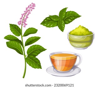 Tulsi Set Vektorgrafik. Cartoon einzeln auf heiliger Basis mit botanischer Ocimum tenuiflorum Pflanze mit Blumen, Naturpulver in Schüssel und Tulsi Teetasse traditionelle Ayurveda Medizin