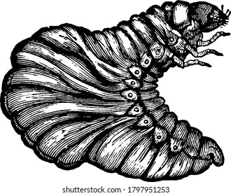 Tumblebug is a dung beetle having circular track, vintage line drawing or engraving illustration.