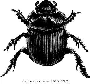 Tumblebug is a dung beetle having many species, vintage line drawing or engraving illustration.