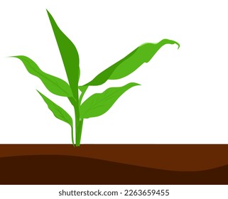 Tumeric illustration plant vector simple