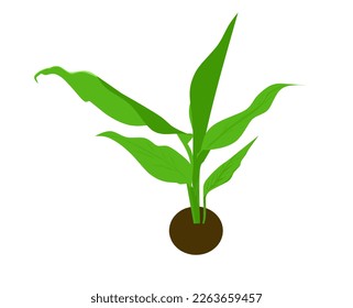 Tumeric illustration plant vector simple