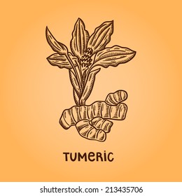 Tumeric. Natural Spices. Compilation Of Vector Sketches. Kitchen Herbs And Spice. Vintage Style. Hand Drawn.