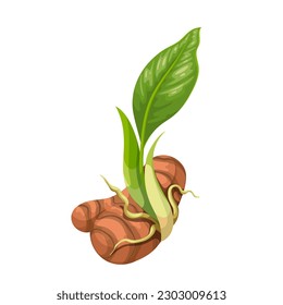 Tumeric root with green leaf vector illustration. Cartoon isolated orange raw tuber with growing sprout of Curcuma longa, turmeric plant of Ayurveda medicine and natural food ingredient for cooking