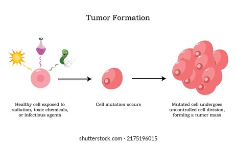 Tumor Formation From Mutated Cells