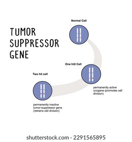 Gene supresor del tumor: Un gen que regula el crecimiento y la división celular, y cuando muta, puede perder su capacidad para controlar el crecimiento celular, contribuyendo al desarrollo del cáncer.