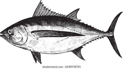 Tuna albacore, fish collection. Healthy lifestyle, delicious food. Hand-drawn images.