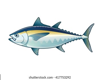 Tuna Black fin Vector Illustration