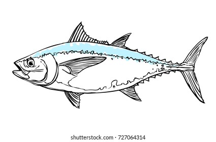 tuna blue hand drawn vector on white