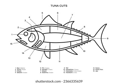 Tuna Cuts black and white line diagram. Parts of tuna. Japanese style