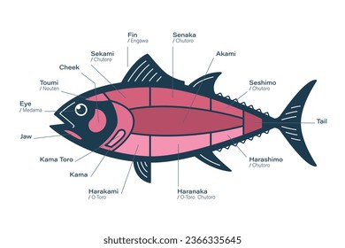 Diagrama de los cortes de atún. Partes de atún. Estilo japonés