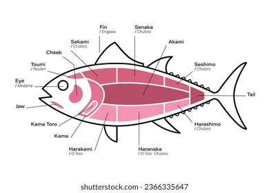 Tuna Cuts diagram. Parts of tuna. Japanese style