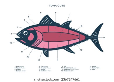 Tuna Cuts diagram. Parts of tuna. Japanese style