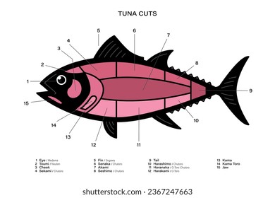 Tuna Cuts diagram. Parts of tuna. Japanese style