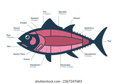 Tuna Cuts diagram. Parts of tuna. Japanese style