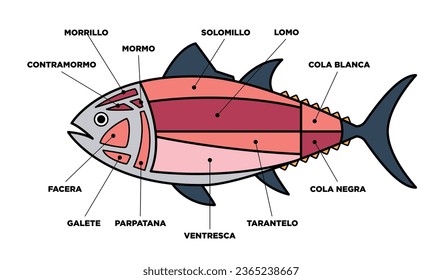 Tuna Cuts diagram (ronqueo). Parts of tuna written in Spanish. 