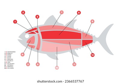 Tuna Cuts diagram (ronqueo). Parts of tuna written in Spanish. 