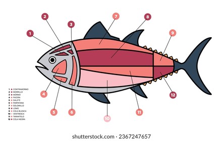 Tuna Cuts diagram (ronqueo). Parts of tuna written in Spanish. 