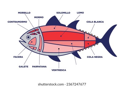 Tuna Cuts diagram (ronqueo). Parts of tuna written in Spanish. 