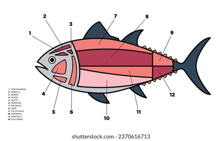 Tuna Cuts diagram (ronqueo). Parts of tuna written in Spanish. 