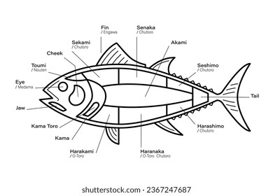 Tuna Cuts line diagram. Parts of tuna. Japanese style