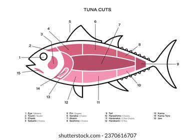 Tuna Cuts line diagram. Parts of tuna. Japanese style