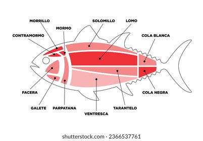 Tuna Cuts line diagram (ronqueo). Parts of tuna written in Spanish. 