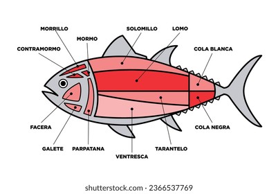 Tuna Cuts line diagram (ronqueo). Parts of tuna written in Spanish. 