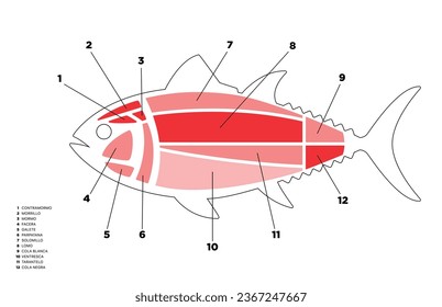 Tuna Cuts line diagram (ronqueo). Parts of tuna written in Spanish. 