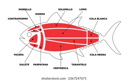 Tuna Cuts line diagram (ronqueo). Parts of tuna written in Spanish. 