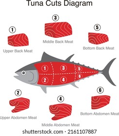 Tuna fish cuts diagram, vector illustration