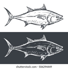 Tuna fish engraving, vector illustration,on chalkboard