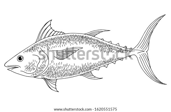 Tuna Fish Graphic Black White Isolated Stock Vector (Royalty Free ...