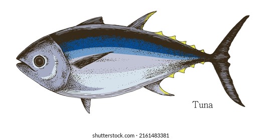 Tuna fish hand drawn realistic illustration