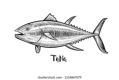 Tuna fish hand drawn vector illustration. Black engraving line emblem isolated on white background.