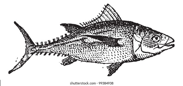 Tuna fish on white background, vintage engraved illustration. Dictionary of words and things - Larive and Fleury - 1895.